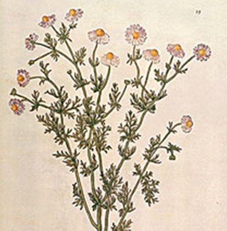 开花矢车菊 开花矢车菊