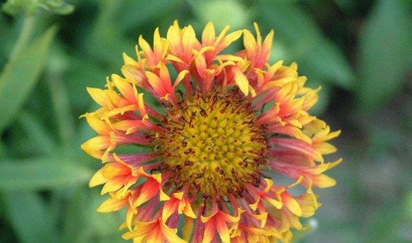 矢车菊有毒吗,能在家里养吗 矢车菊有毒吗,能在家里养吗