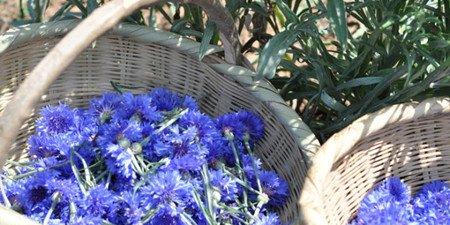 药用矢车菊 药用矢车菊