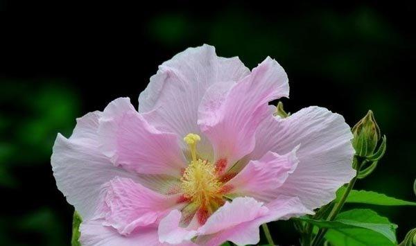 芙蓉花的花语是什么