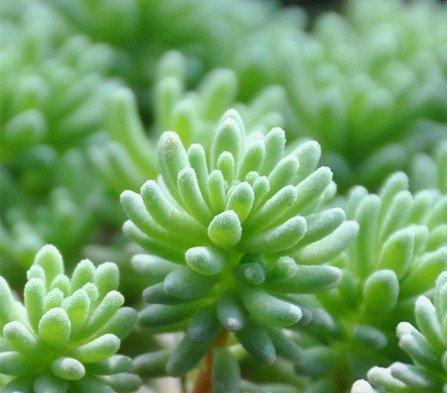 薄雪万年草观赏