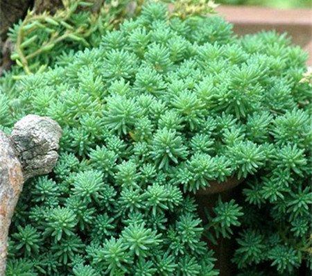 薄雪万年草园林