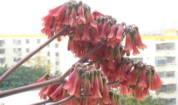 落地生根花朵有毒吗可以家养吗