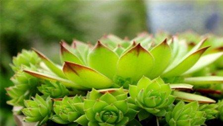 观赏性佛坐莲 观赏性佛坐莲