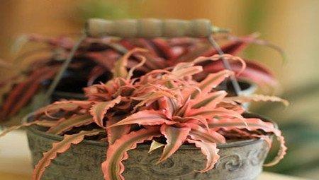 姬凤梨的花朵