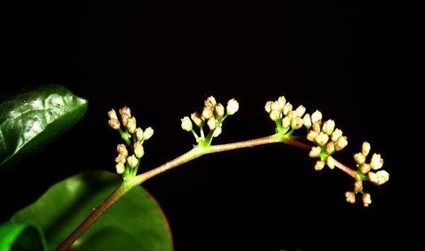 镜面草的花语是什么