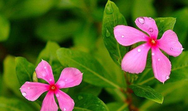 长春花（四季梅）的花语及传说