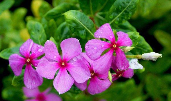 长春花（四季梅）有毒吗