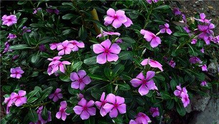 长春花有毒吗? 长春花有毒吗?