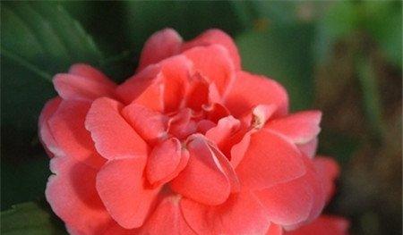 家有孕妇最好还是别养凤仙花了 家有孕妇最好还是别养凤仙花了