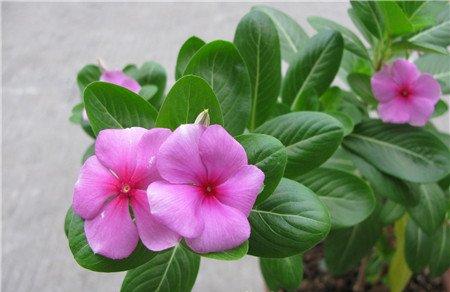 长春花的用法用量