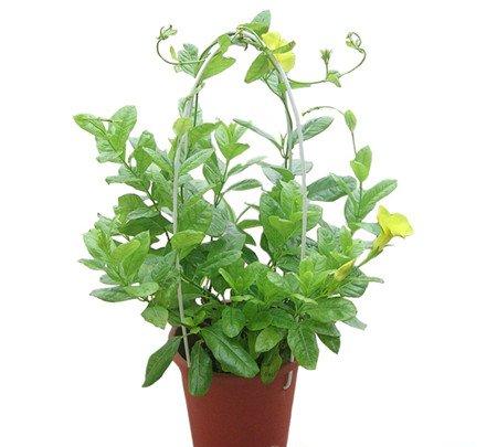 飘香藤的观赏价值 飘香藤的观赏价值