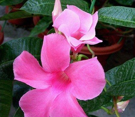 飘香藤的其他价值 飘香藤的其他价值