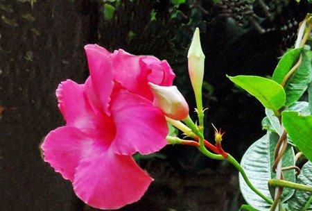 飘香藤的净化价值 飘香藤的净化价值