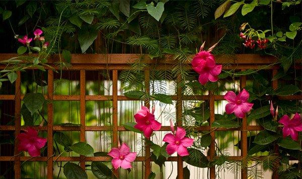 飘香藤的价值 飘香藤的价值