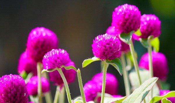 千日红的花语及传说