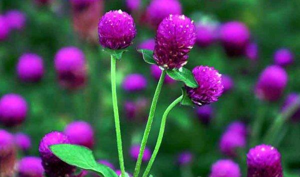 千日红的功效与作用