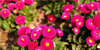 千日红的观赏作用