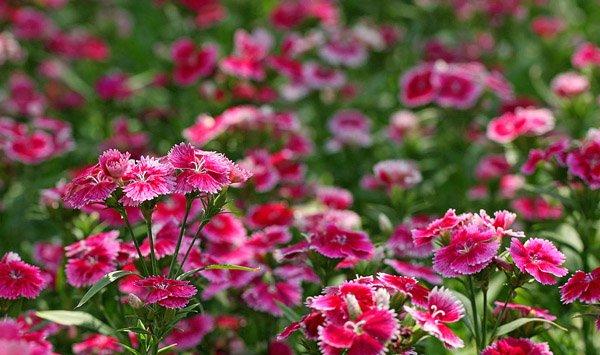 石竹各色花语大全