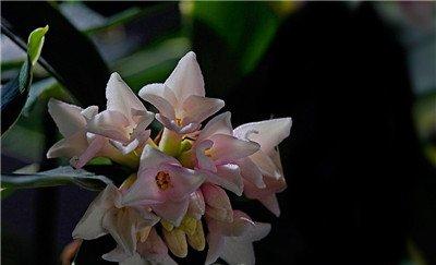 金边瑞香的花语 金边瑞香的花语