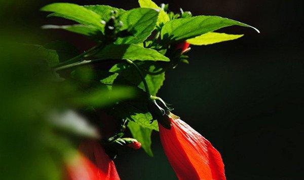 悬铃花能家养吗