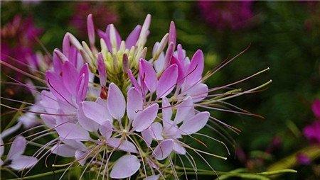 醉蝶花什么时候开花 醉蝶花什么时候开花