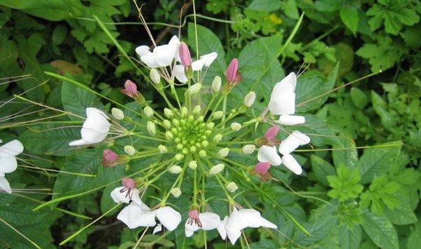 醉蝶花的花语是什么