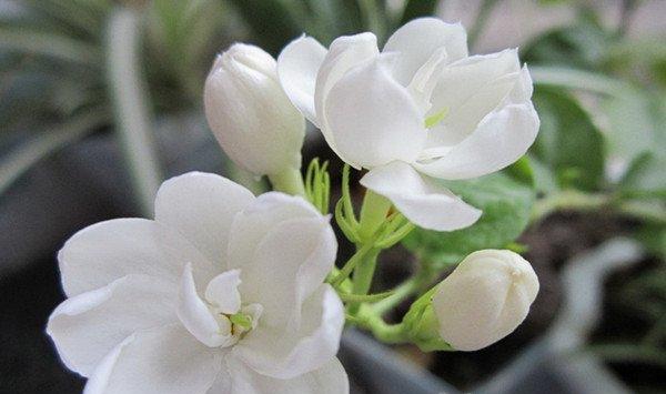 茉莉花花语
