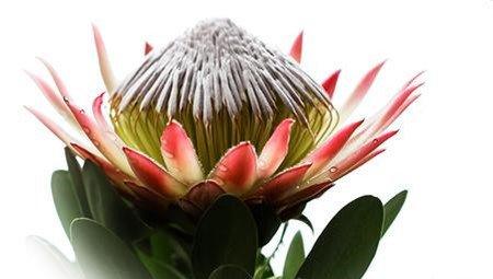 帝王花=菩提花