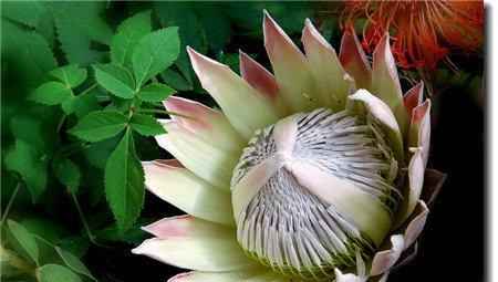 帝王花的主要价值：观赏
