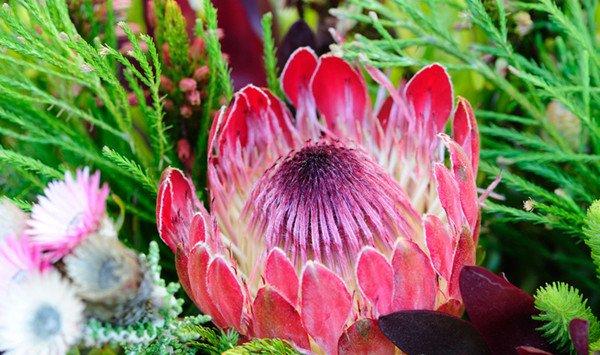 帝王花的花语是什么