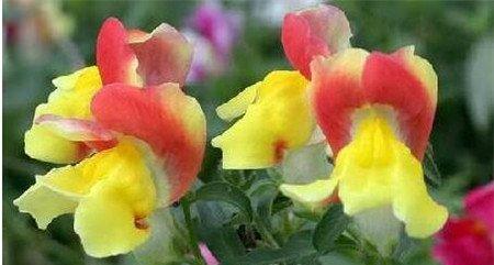 金鱼草的花语是什么 金鱼草的花语是什么