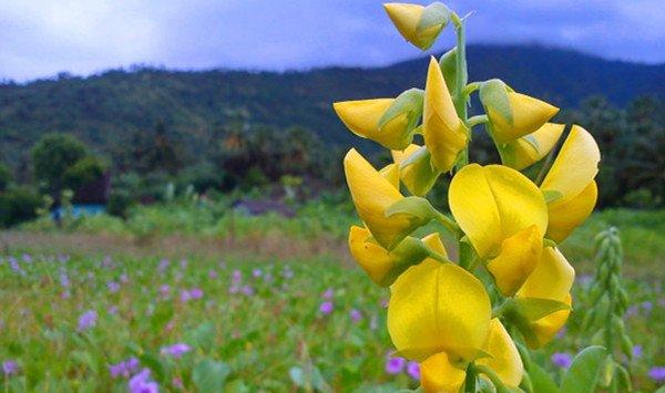 金鱼草的花语
