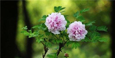 牡丹花个性解读 牡丹花个性解读
