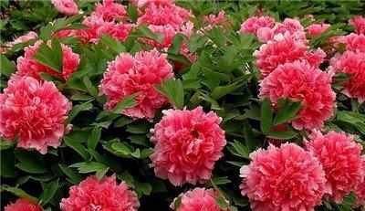 不同颜色牡丹花的花语 不同颜色牡丹花的花语