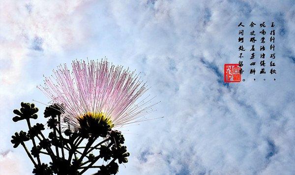 合欢花的价值