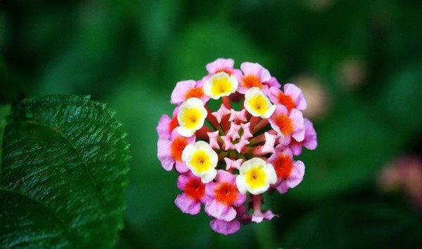 五色梅的花语是什么