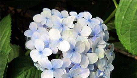 绣球花