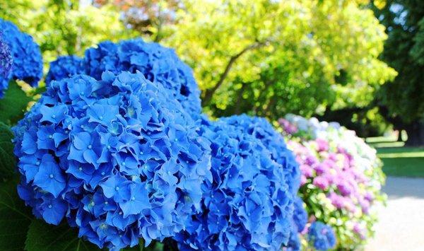 八仙花（绣球花）的传说