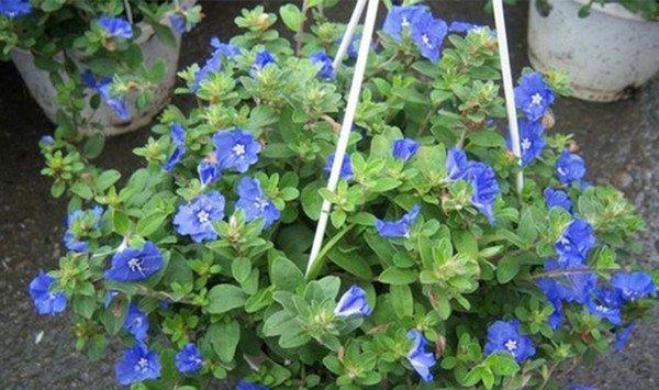 蓝星花的花语