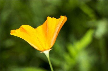 花菱草的主要价值 花菱草的主要价值