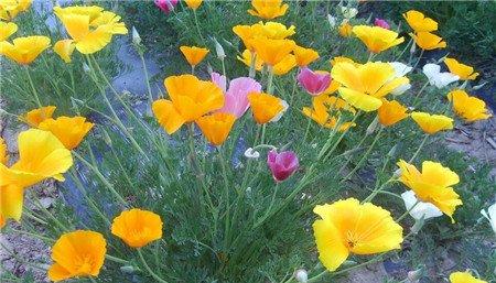 花菱草的主要价值 花菱草的主要价值