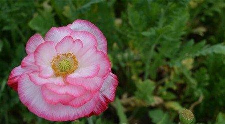 花菱草有毒吗能家养吗 花菱草有毒吗能家养吗