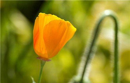 花菱草有毒吗能家养吗 花菱草有毒吗能家养吗