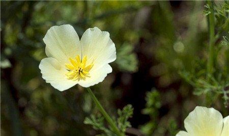 花菱草有毒吗能家养吗 花菱草有毒吗能家养吗