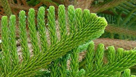 南洋杉的净化作用