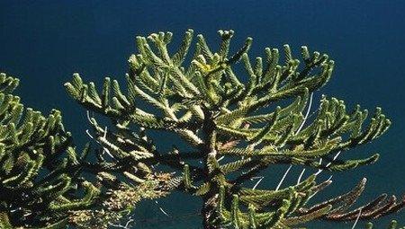 南洋杉的观赏作用