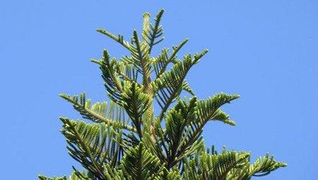 南洋杉的木材应用