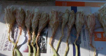 昙花的药用作用 昙花的药用作用