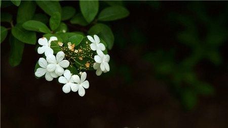 琼花的花语